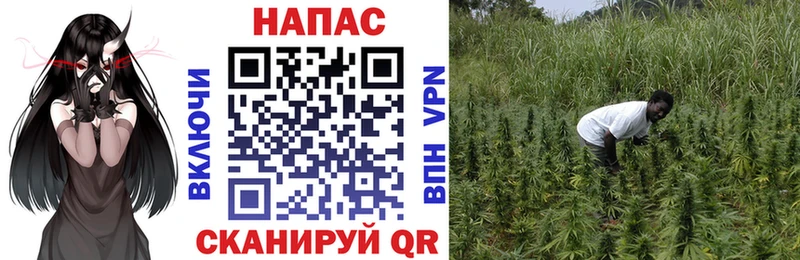 Бошки Шишки конопля  цены   Красный Кут 
